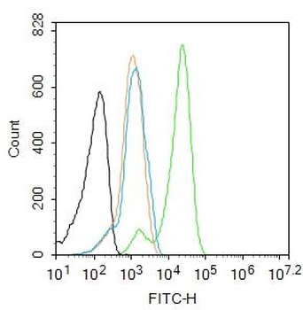 TERT Rabbit Polyclonal Antibody