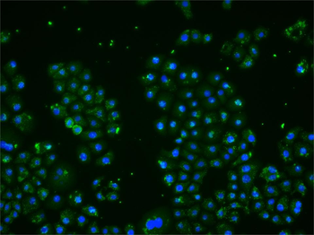 IDE Mouse Polyclonal Antibody