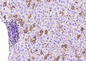IDE Mouse Polyclonal Antibody