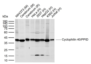 Cyclophilin 40/PPID Rabbit Polyclonal Antibody