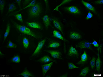 IKB alpha Rabbit Polyclonal Antibody