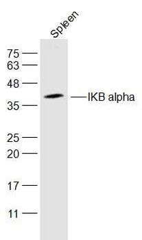NFKB Inhibitor alpha antibody