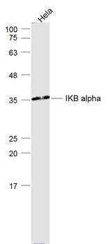 NFKB Inhibitor alpha antibody