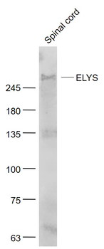 ELYS Rabbit Polyclonal Antibody