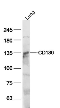 IL6ST/CD130 Rabbit Polyclonal Antibody