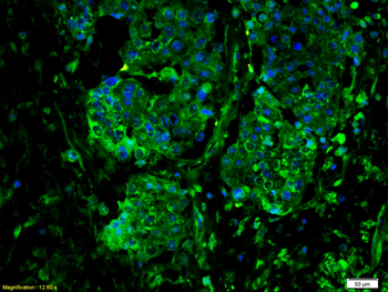 IL6ST/CD130 Rabbit Polyclonal Antibody