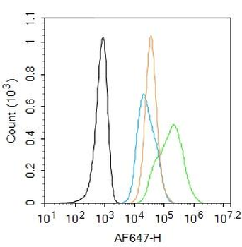 Integrin Alpha V + Beta 5 Rabbit Polyclonal Antibody