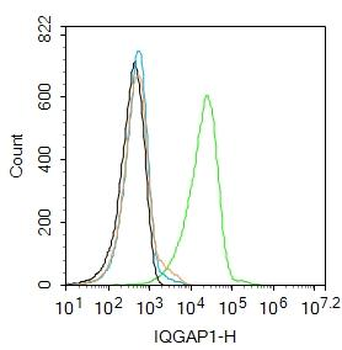 IQGAP1 Rabbit Polyclonal Antibody