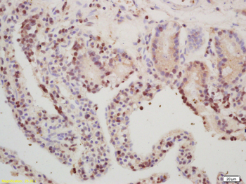 KLF13 Rabbit Polyclonal Antibody