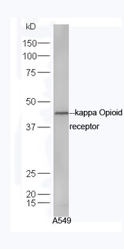 Kappa Opioid receptor Rabbit Polyclonal Antibody