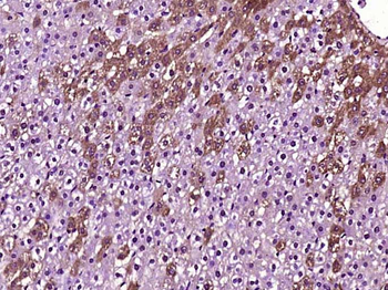 L-Citrulline Rabbit Polyclonal Antibody