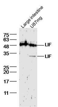 LIF Rabbit Polyclonal Antibody