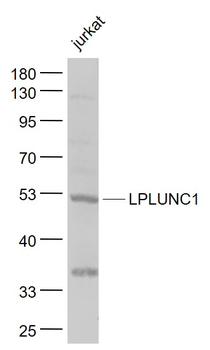 LPLUNC1 Rabbit Polyclonal Antibody