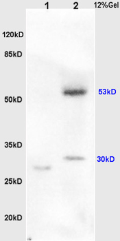 LPLUNC1 Rabbit Polyclonal Antibody