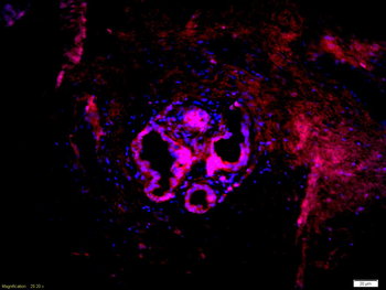 LPLUNC1 Rabbit Polyclonal Antibody