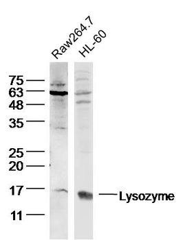 Lysozyme Rabbit Polyclonal Antibody