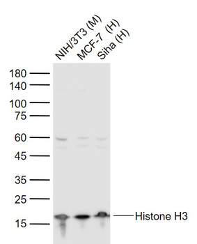 Histone H3 Rabbit Polyclonal Antibody (HRP)