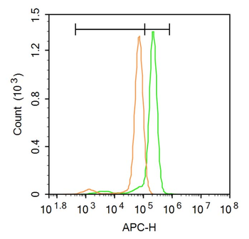 ASK1 Rabbit Polyclonal Antibody