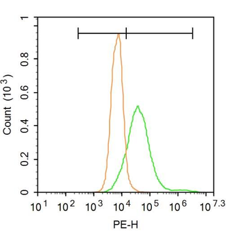 MBP Rabbit Polyclonal Antibody