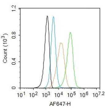 MBP Rabbit Polyclonal Antibody