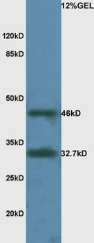 RPSA Rabbit Polyclonal Antibody