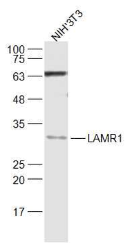 RPSA Rabbit Polyclonal Antibody