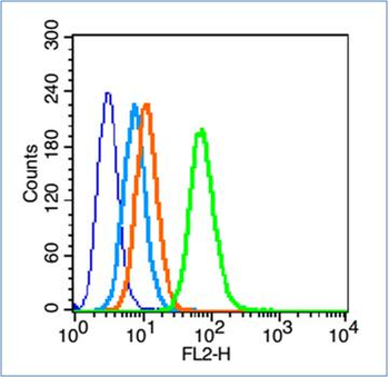 TFR2 Rabbit Polyclonal Antibody