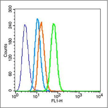 MMP2 Rabbit Polyclonal Antibody