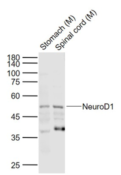 NEUROD1 Rabbit Polyclonal Antibody