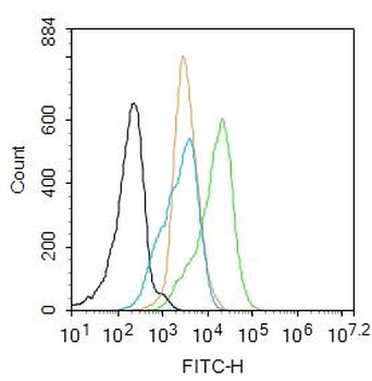 NFKB p65 Rabbit Polyclonal Antibody