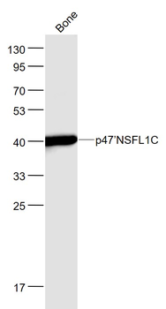 P47/Pleckstrin Rabbit Polyclonal Antibody