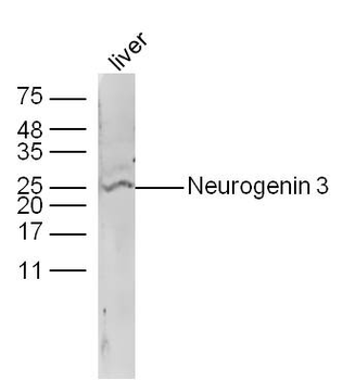 Neurogenin3 Rabbit Polyclonal Antibody