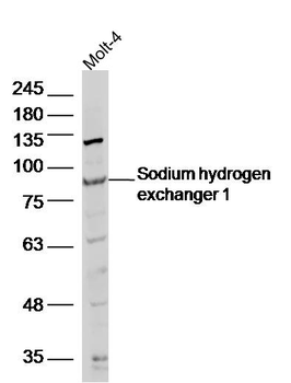 Sodium hydrogen exchanger 1 Rabbit Polyclonal Antibody