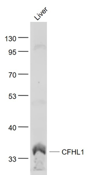 CFHL1 Rabbit Polyclonal Antibody
