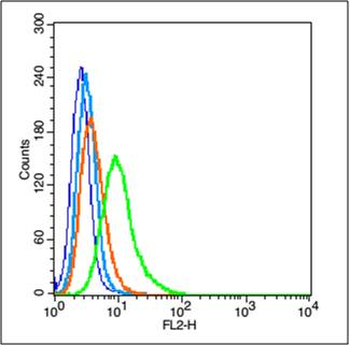 NME1/NM23A Rabbit Polyclonal Antibody