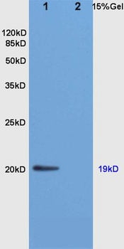 Nociceptin Rabbit Polyclonal Antibody