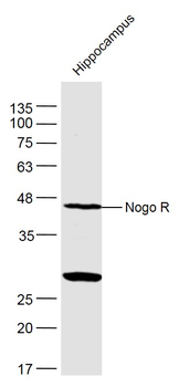 Nogo R Rabbit Polyclonal Antibody