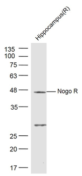 Nogo R Rabbit Polyclonal Antibody