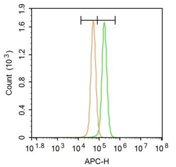 Nogo-A Rabbit Polyclonal Antibody