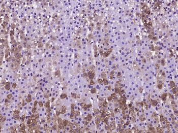 Neuropeptide Y Rabbit Polyclonal Antibody