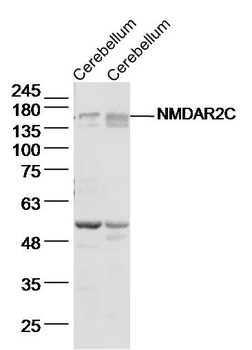 NMDAR2C Rabbit Polyclonal Antibody
