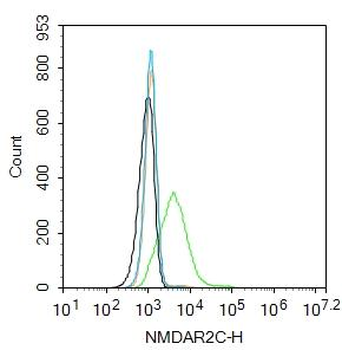 NMDAR2C Rabbit Polyclonal Antibody