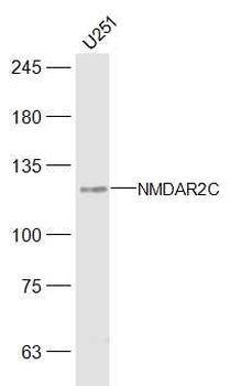 NMDAR2C Rabbit Polyclonal Antibody