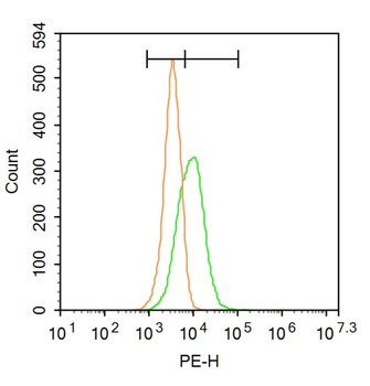 NR2D Rabbit Polyclonal Antibody