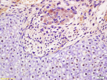 NSBP1 Rabbit Polyclonal Antibody
