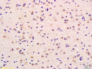 Neurotrophin 4 Rabbit Polyclonal Antibody