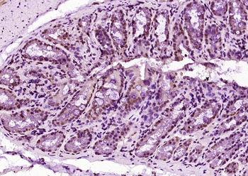 OCT-1 Rabbit Polyclonal Antibody