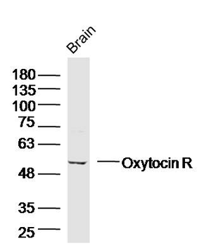 Oxytocin R Rabbit Polyclonal Antibody