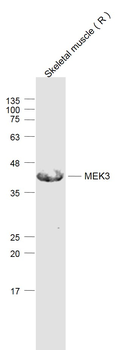 MEK3 Rabbit Polyclonal Antibody