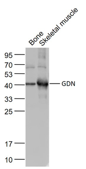 GDN Rabbit Polyclonal Antibody